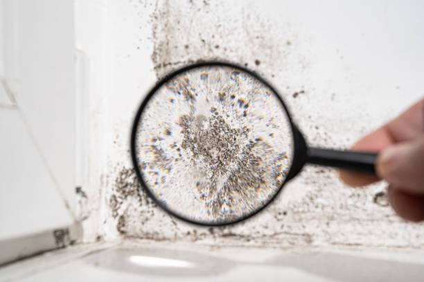 10 Warning Signs Of Mold Toxicity